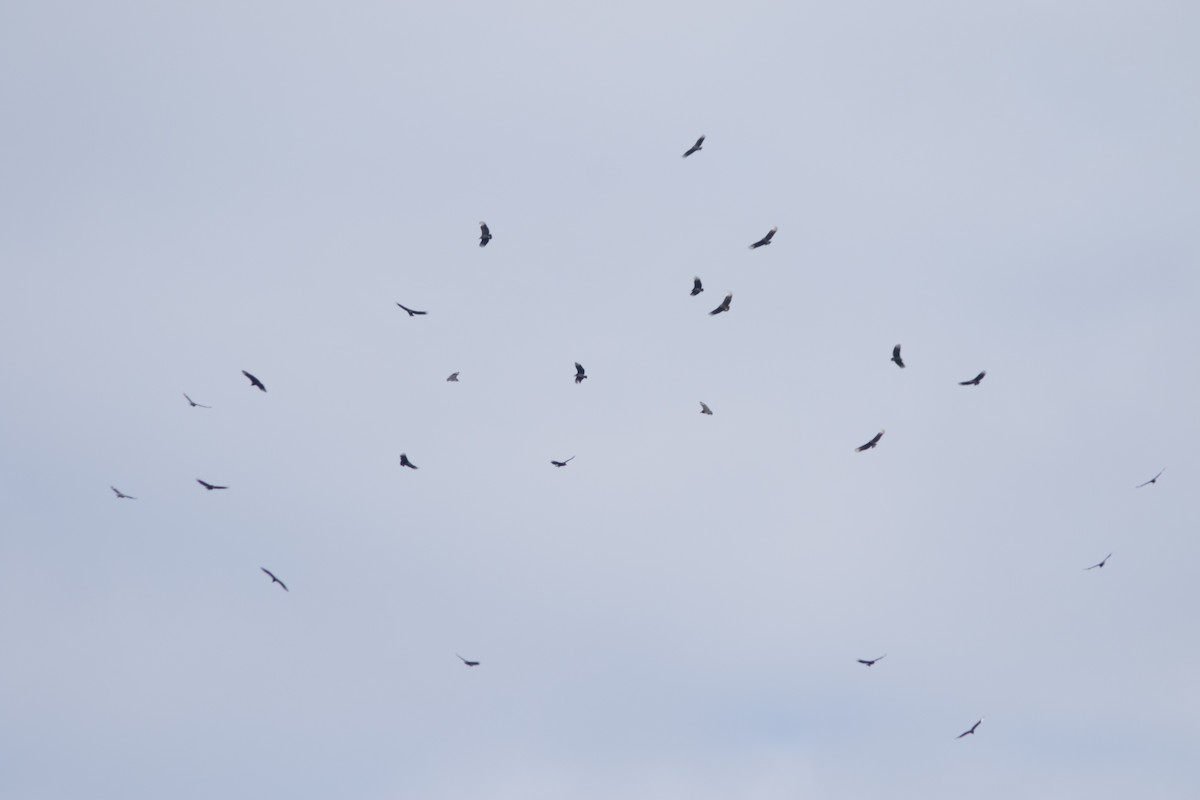 Катарта чорна - ML647665792