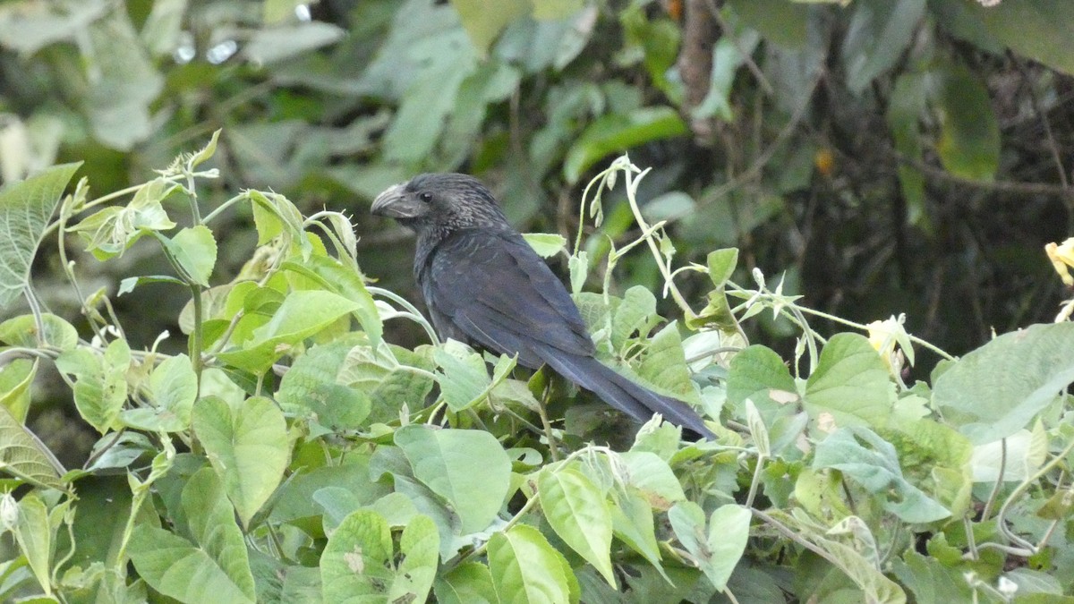 ミゾハシカッコウ - ML647665793