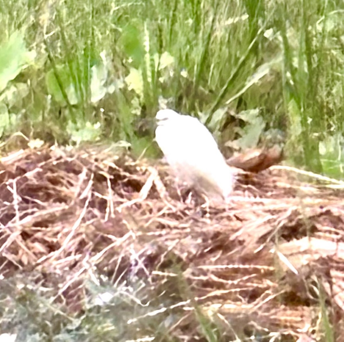 コサギ - ML647665794