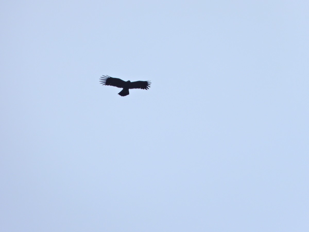 カザノワシ - ML647665795