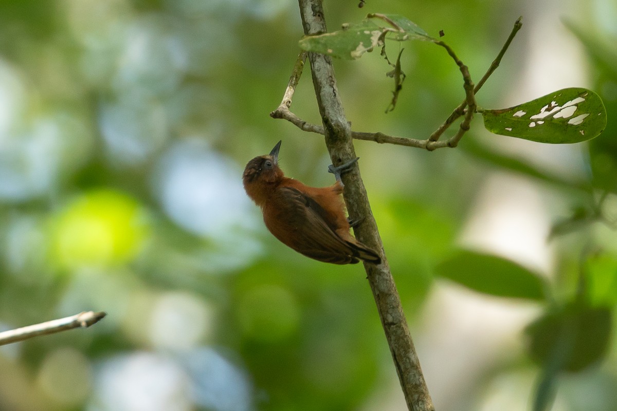 クリイロヒメキツツキ - ML647665800