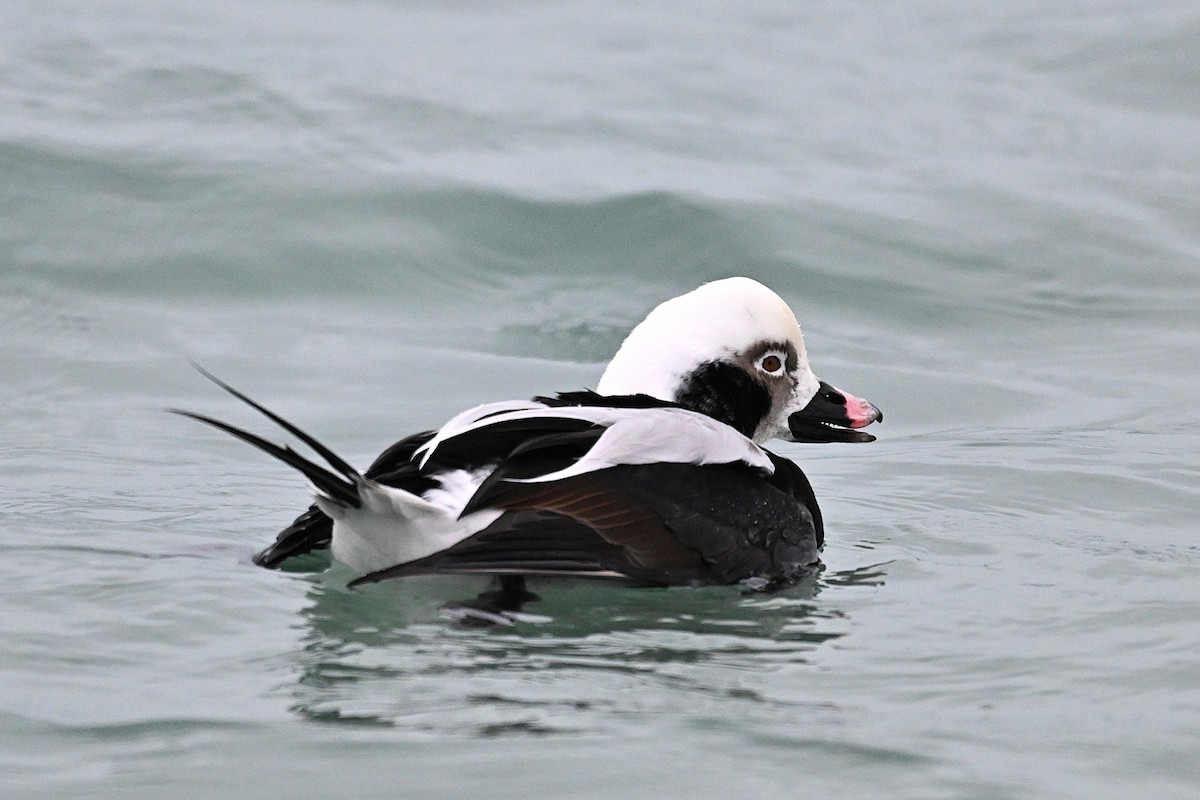 コオリガモ - ML647665801