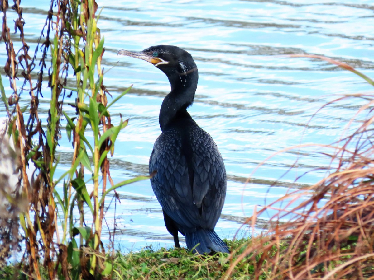 ナンベイヒメウ - ML647665802