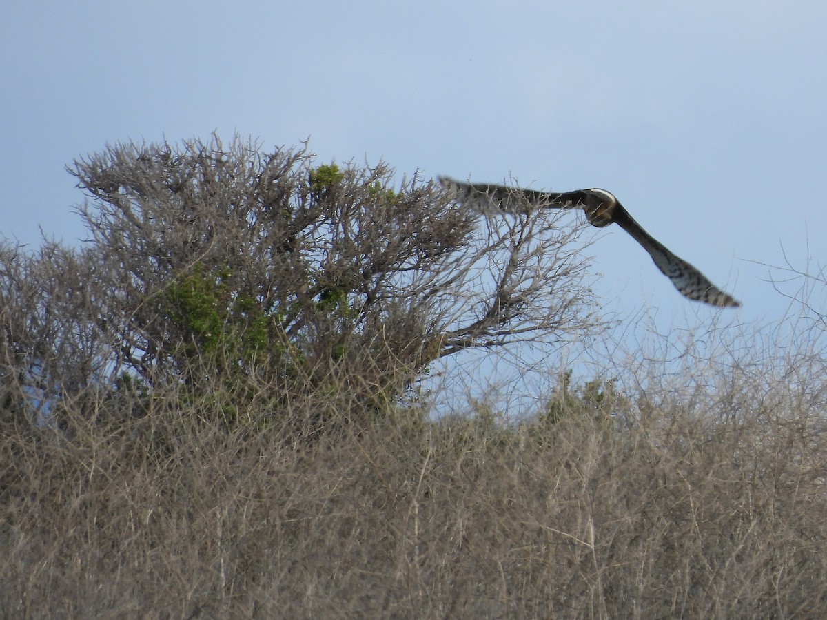 Northern Harrier - ML647665803