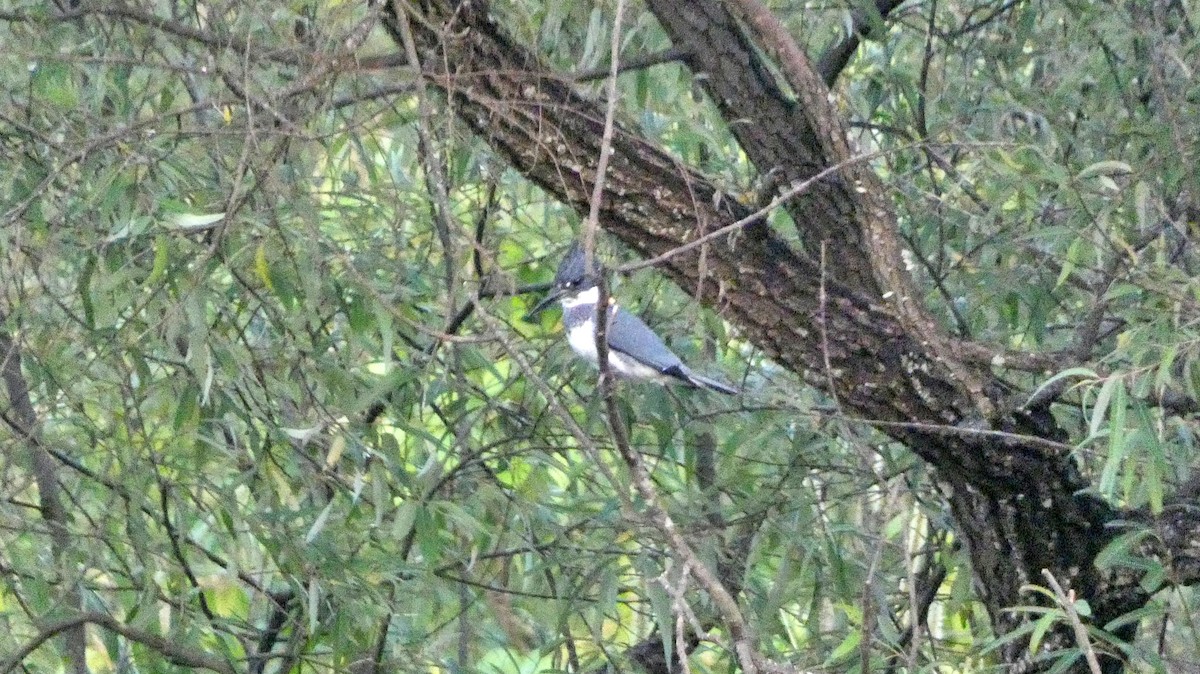 アメリカヤマセミ - ML647665804