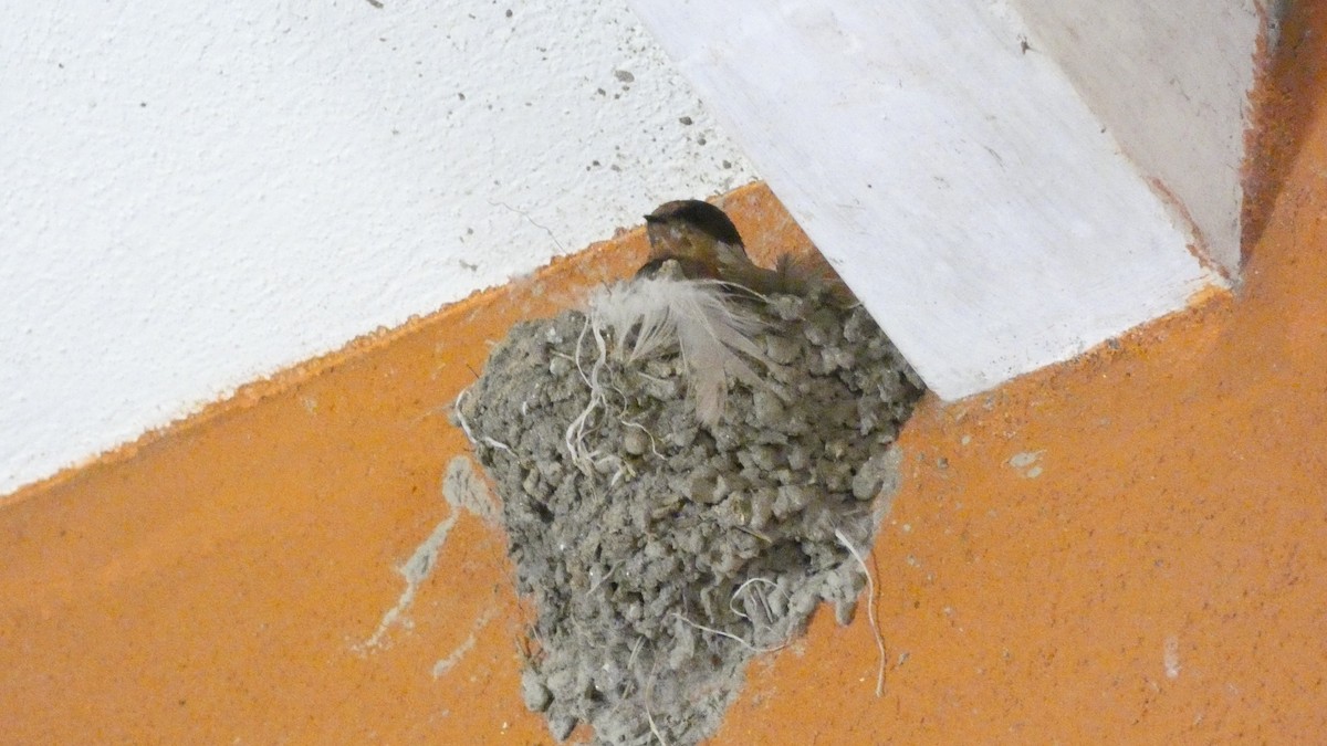 Ластівка сільська - ML647665820