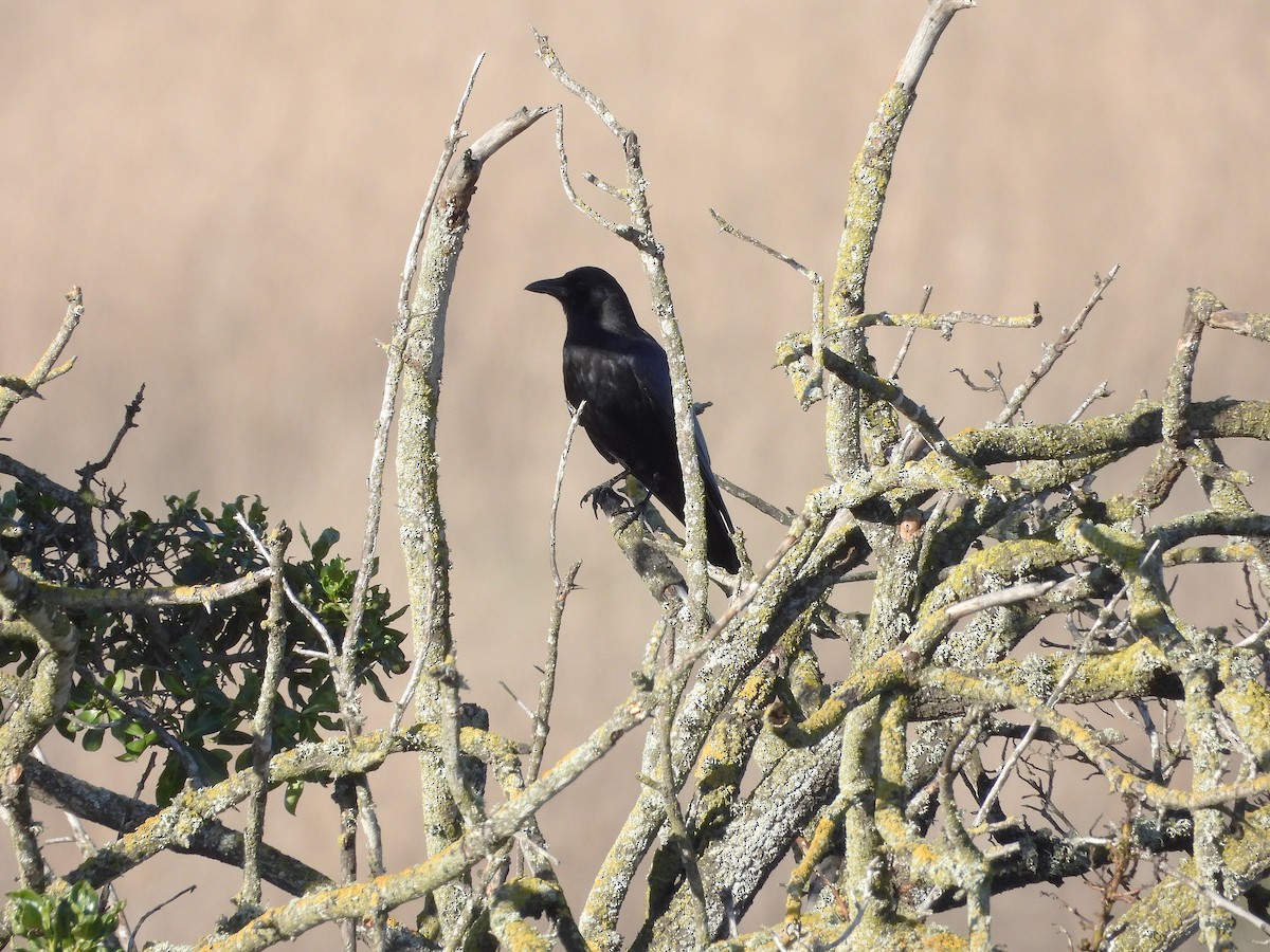 American Crow - ML647665821