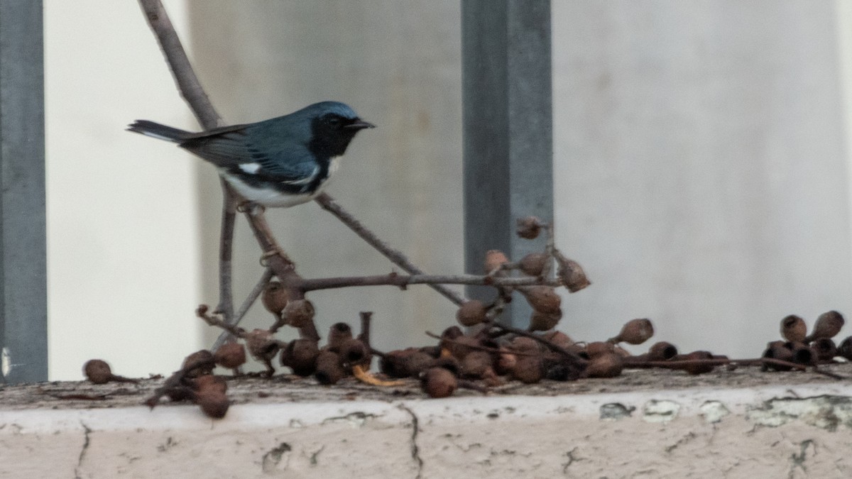 Black-throated Blue Warbler - ML647665853