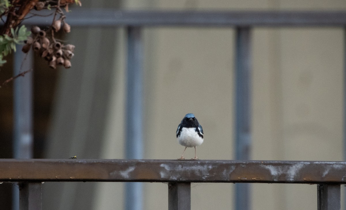 Black-throated Blue Warbler - ML647665854