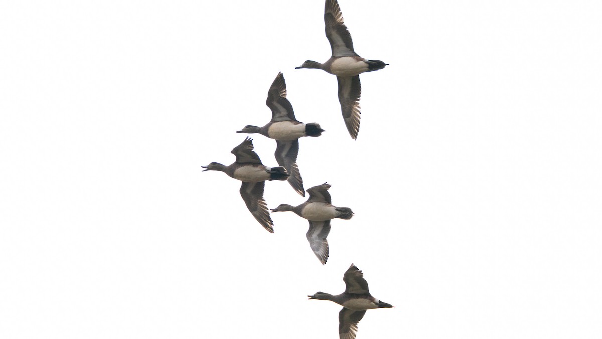 Canard d'Amérique - ML647665862