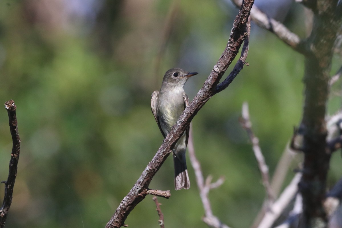 Eastern Wood-Pewee - ML647665876