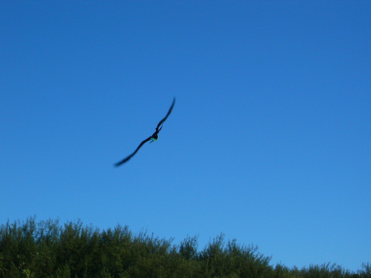 פריגט גדול - ML647665891