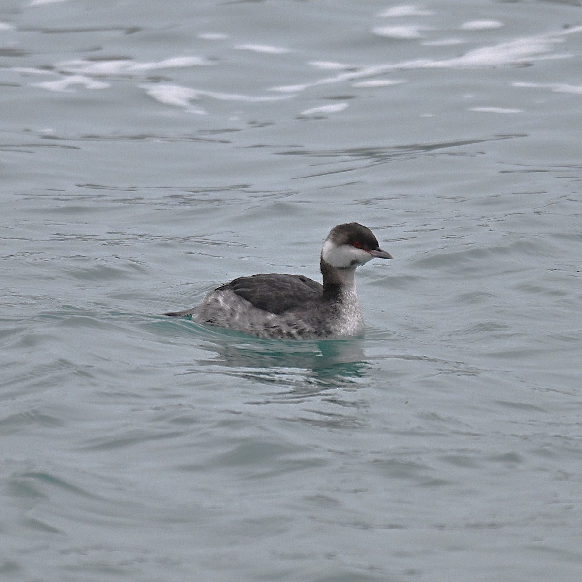 Красношейная поганка - ML647665899