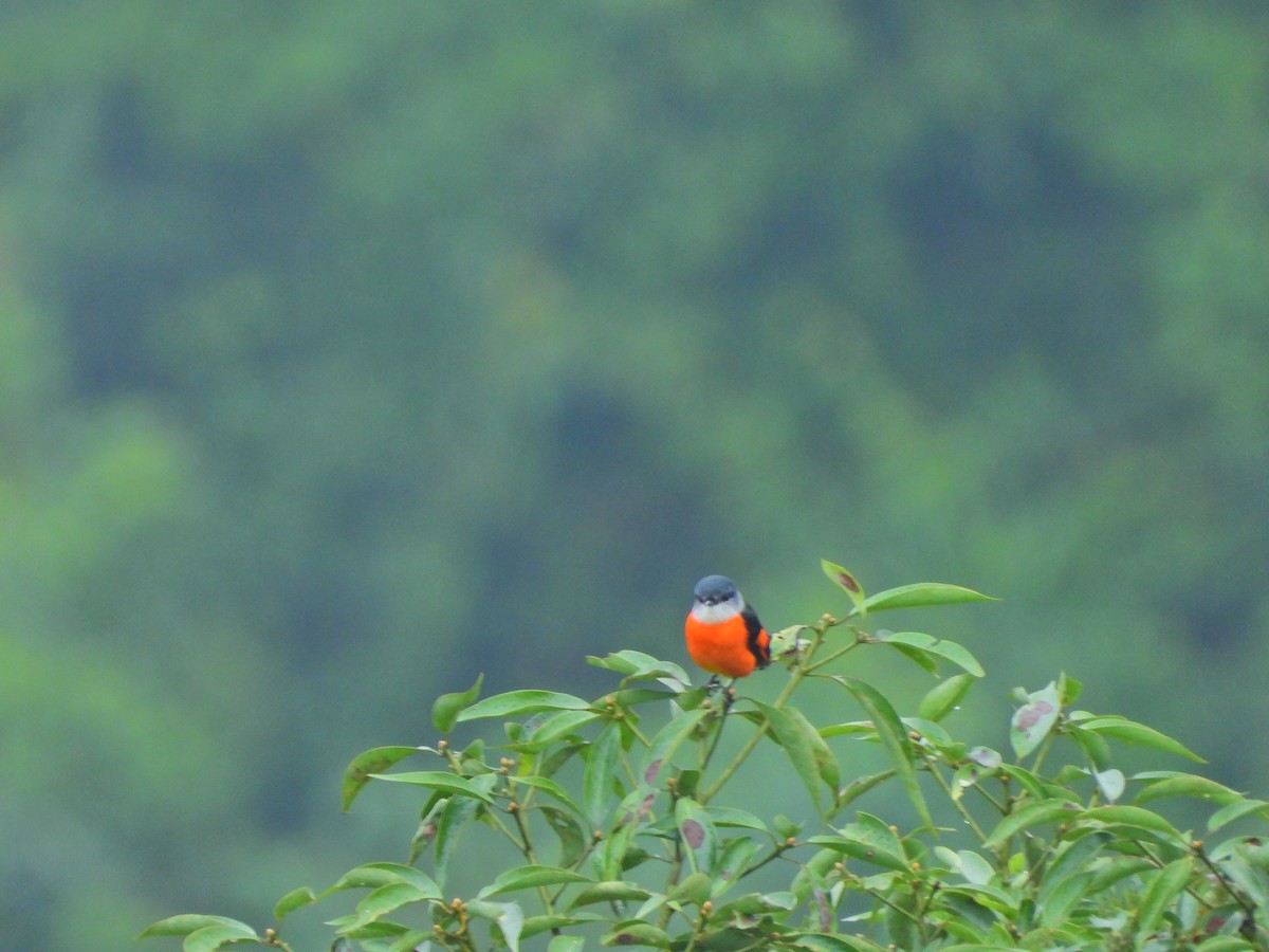 Gray-chinned Minivet - ML647665921