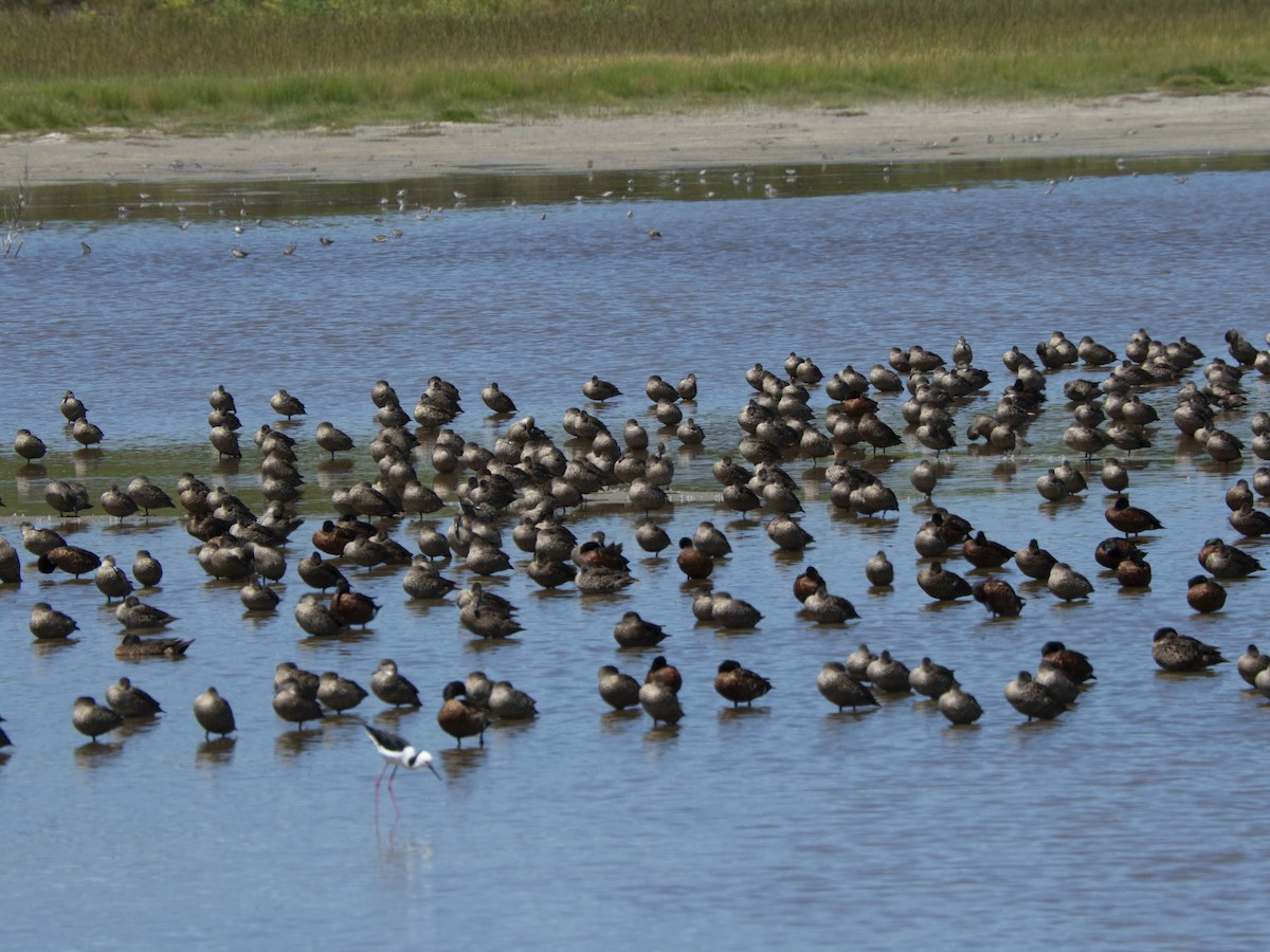 Chestnut Teal - ML647665925