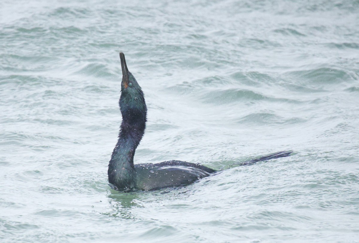 Pelagic Cormorant - ML647665932