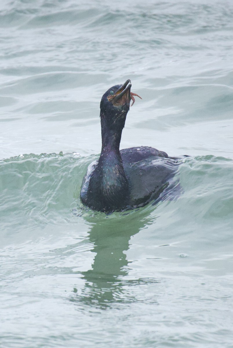 Pelagic Cormorant - ML647665933