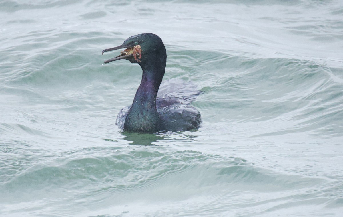 Pelagic Cormorant - ML647665934