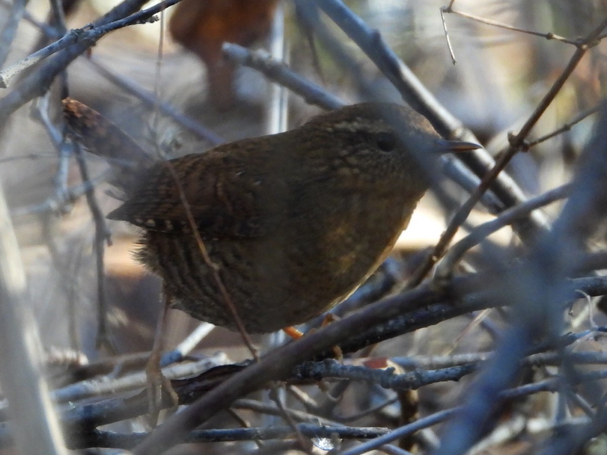Pacific Wren - ML647665943