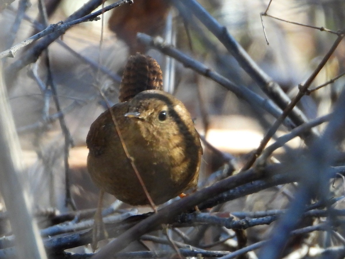 Pacific Wren - ML647665944