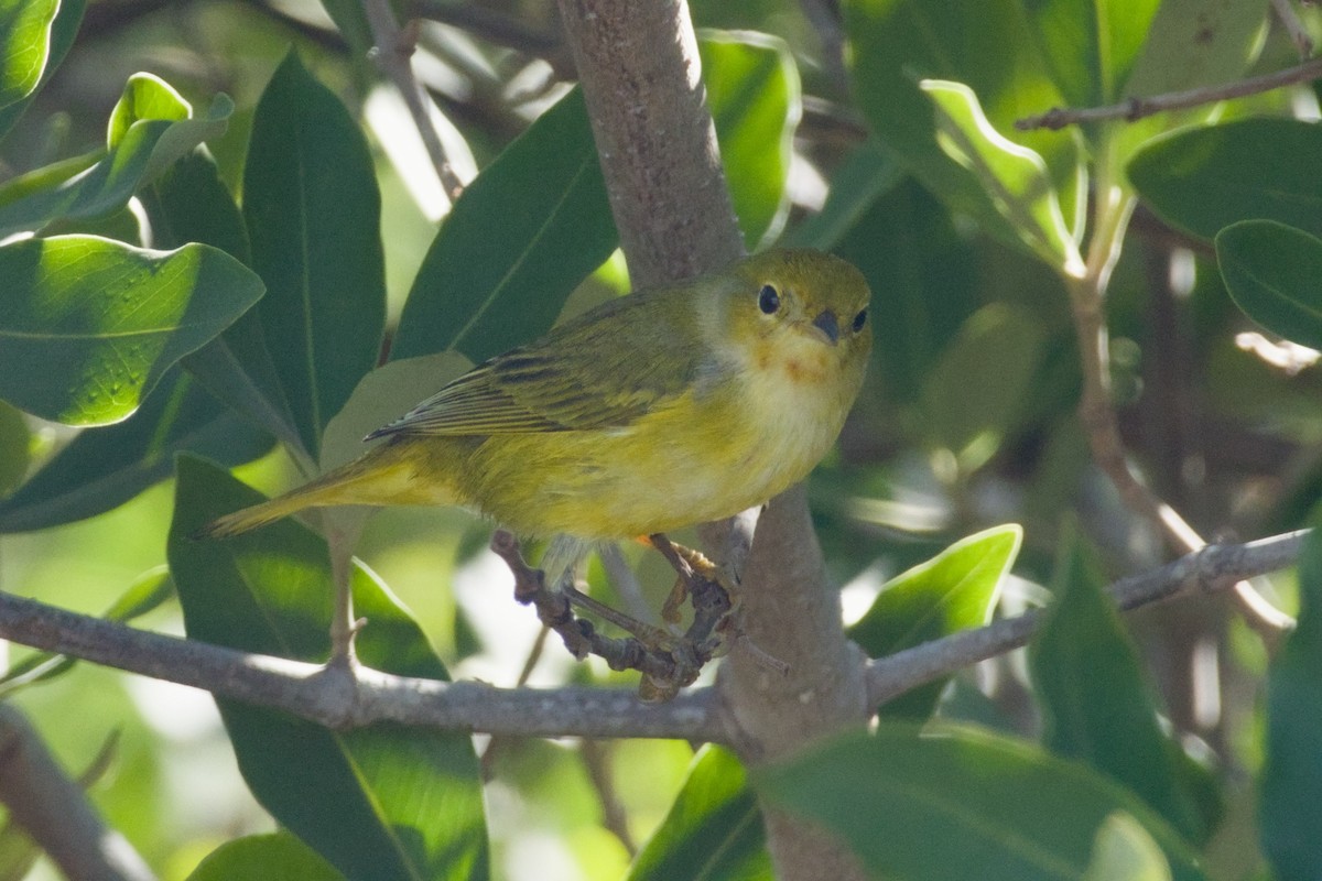 Mangrove Yellow Warbler - ML647665945