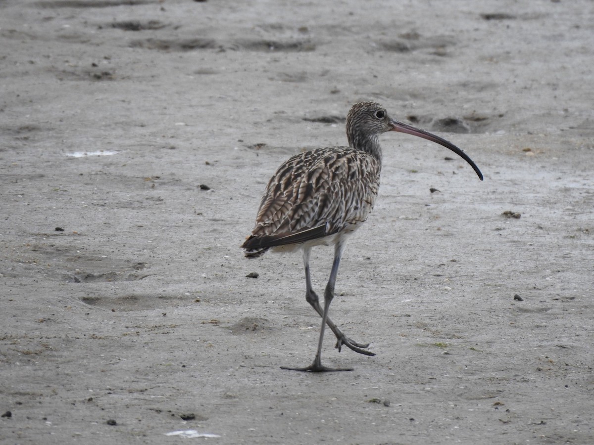 Far Eastern Curlew - ML647665946