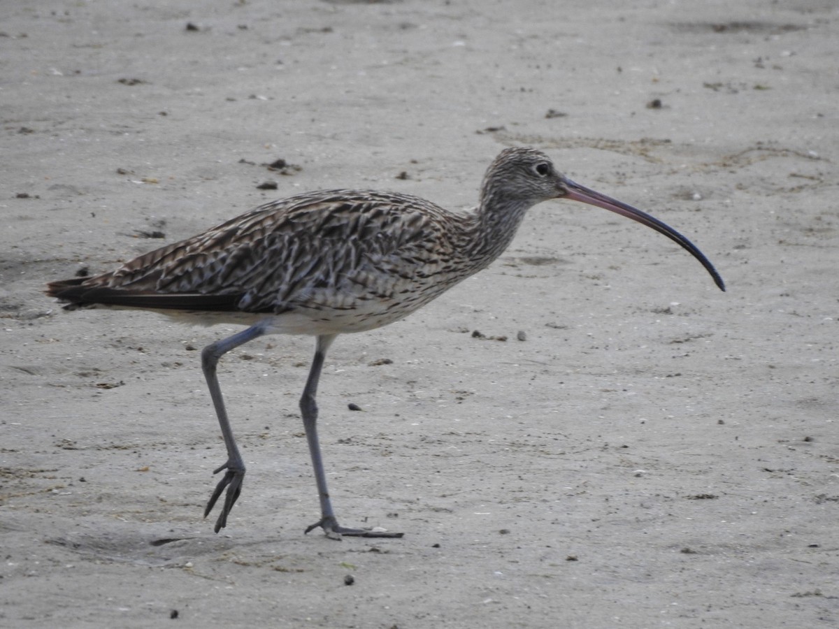Far Eastern Curlew - ML647665947