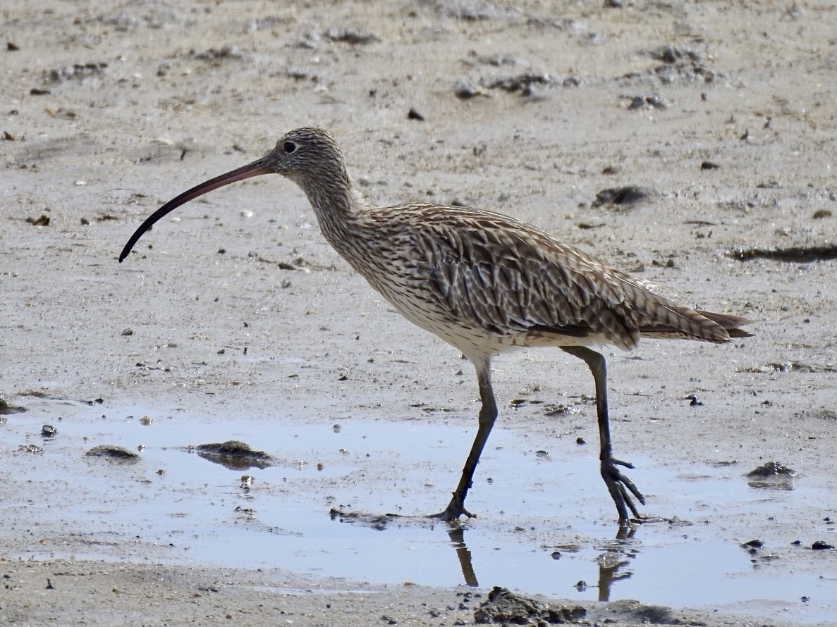 Far Eastern Curlew - ML647665948