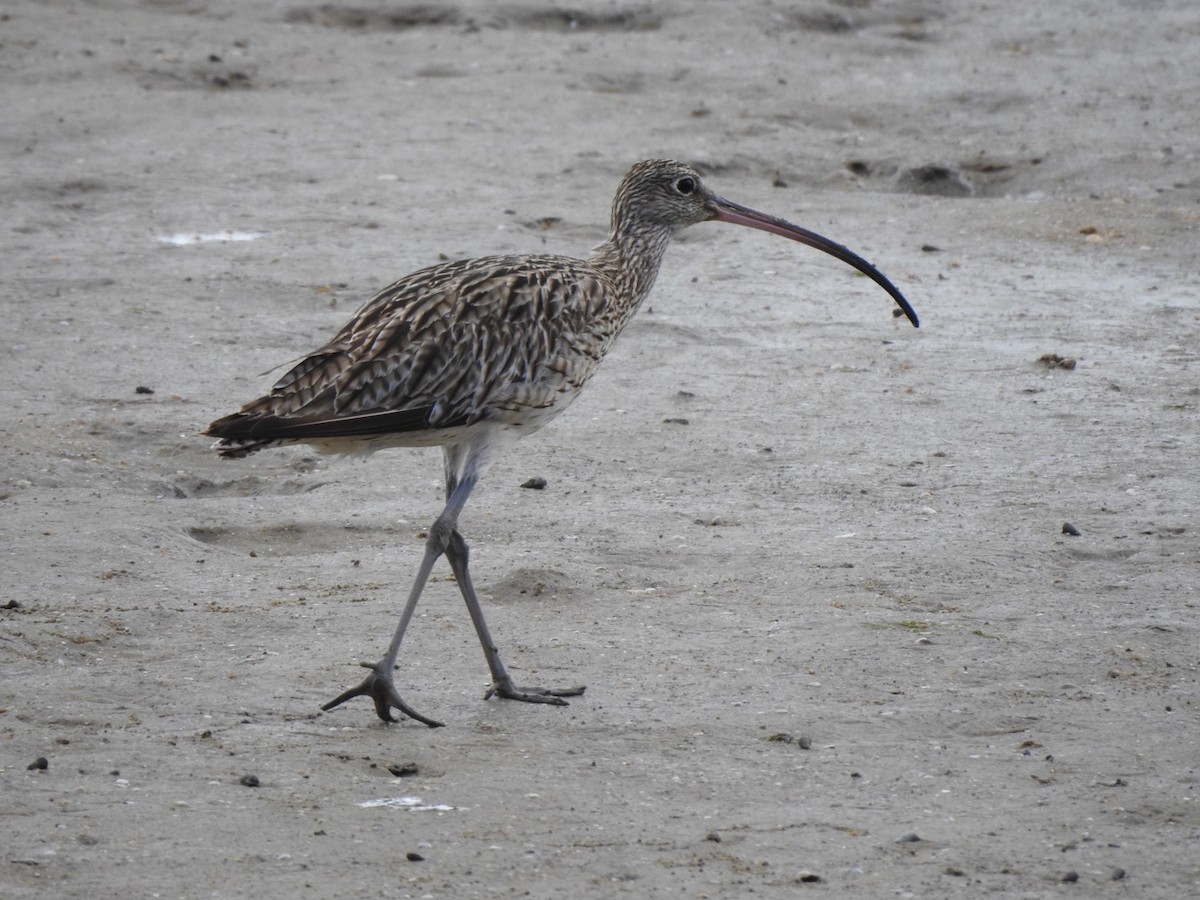 Far Eastern Curlew - ML647665949