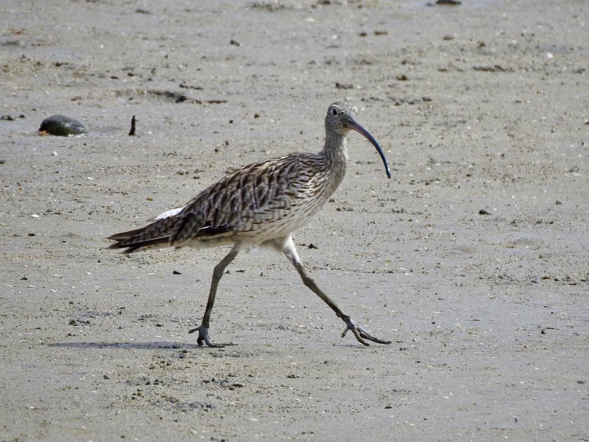 Far Eastern Curlew - ML647665950
