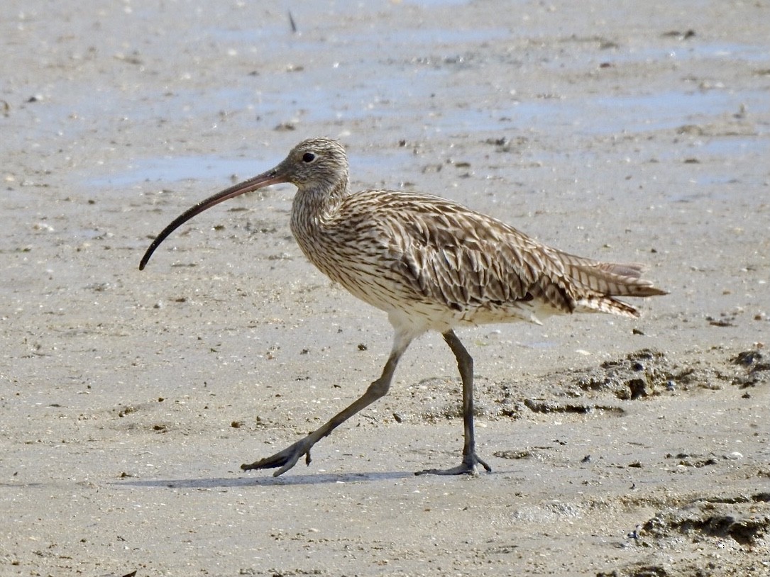 Far Eastern Curlew - ML647665951