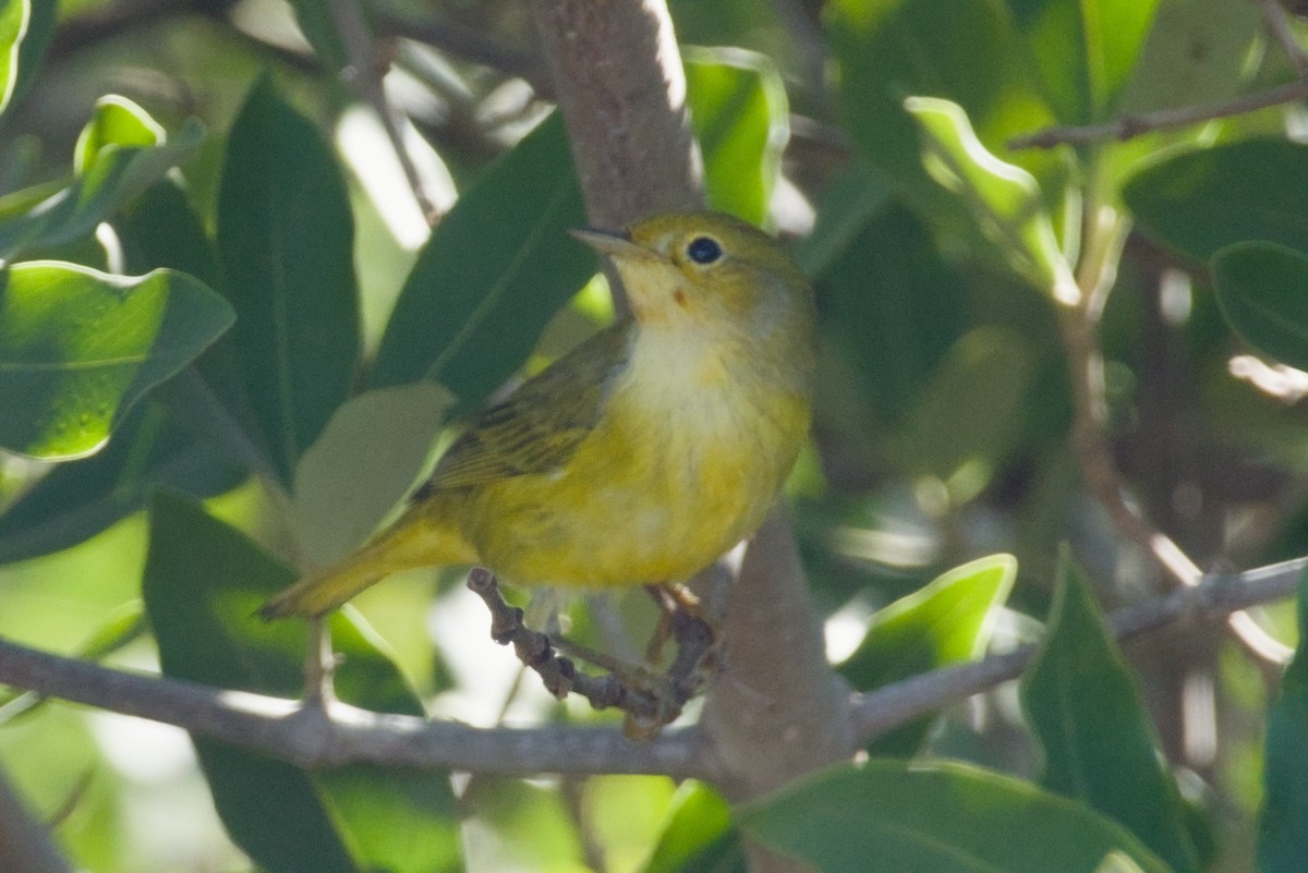 Mangrove Yellow Warbler - ML647665952