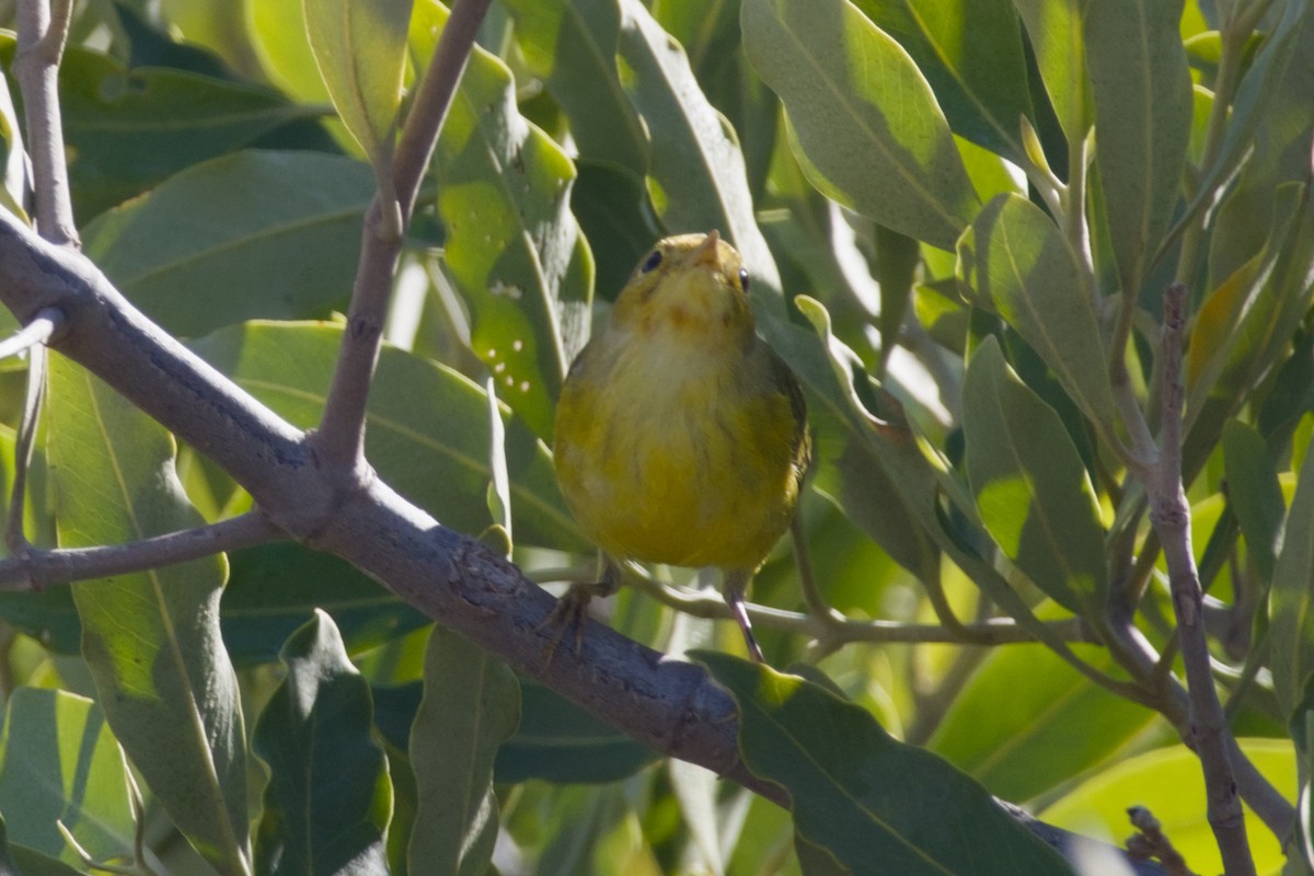 Mangrove Yellow Warbler - ML647665953