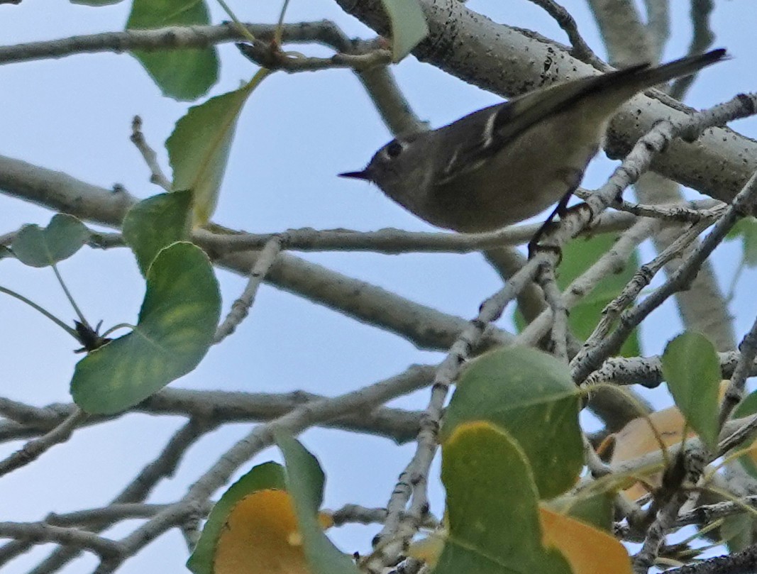 Ruby-crowned Kinglet - ML647665954