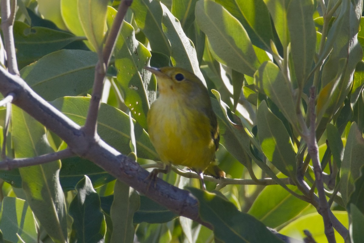 Mangrove Yellow Warbler - ML647665955