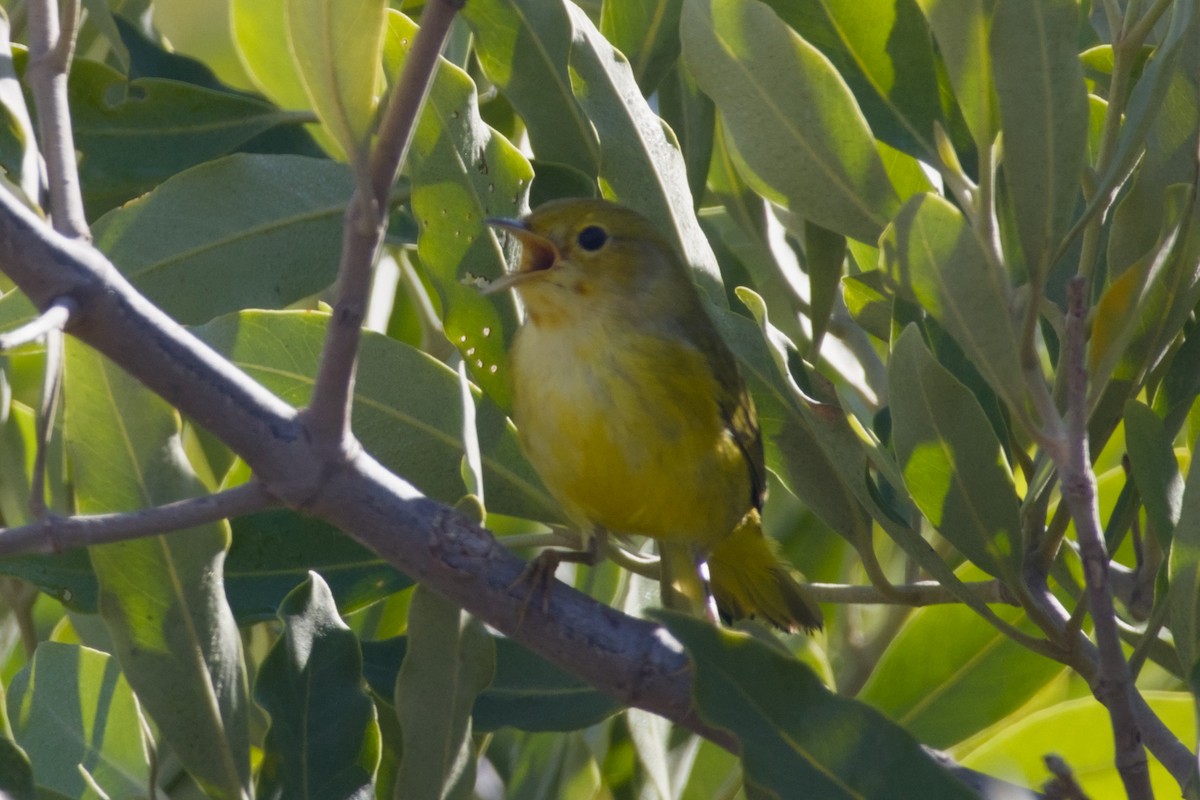 Mangrove Yellow Warbler - ML647665956