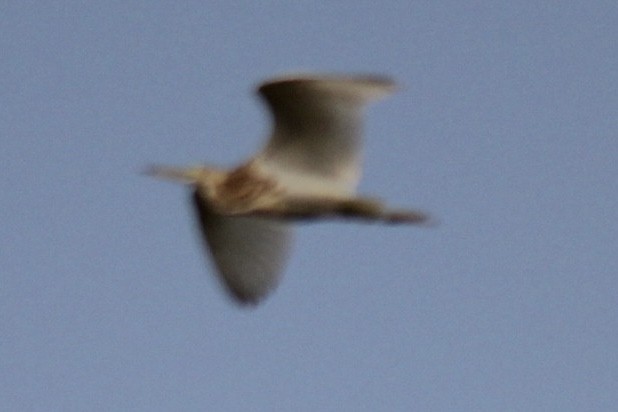 Indian Pond-Heron - ML647665957