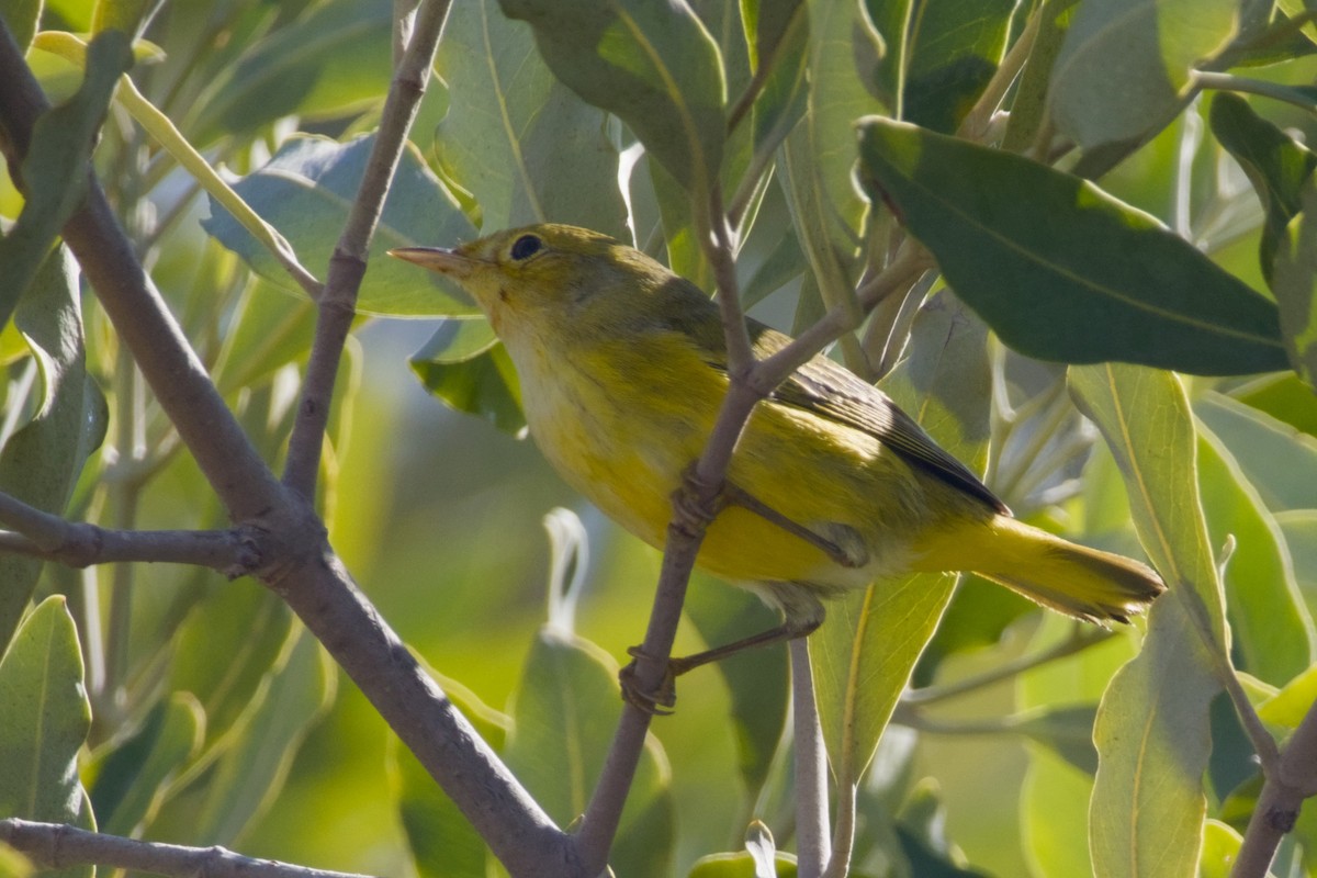 Mangrove Yellow Warbler - ML647665958