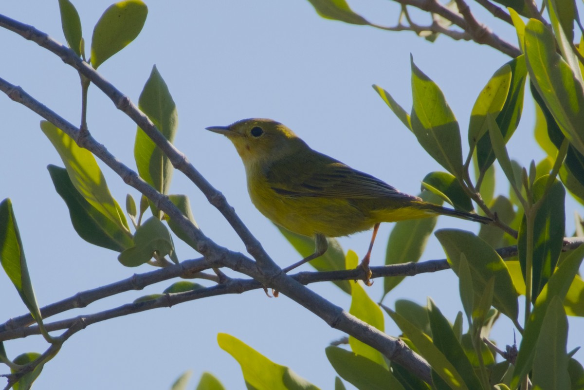 Mangrove Yellow Warbler - ML647665959