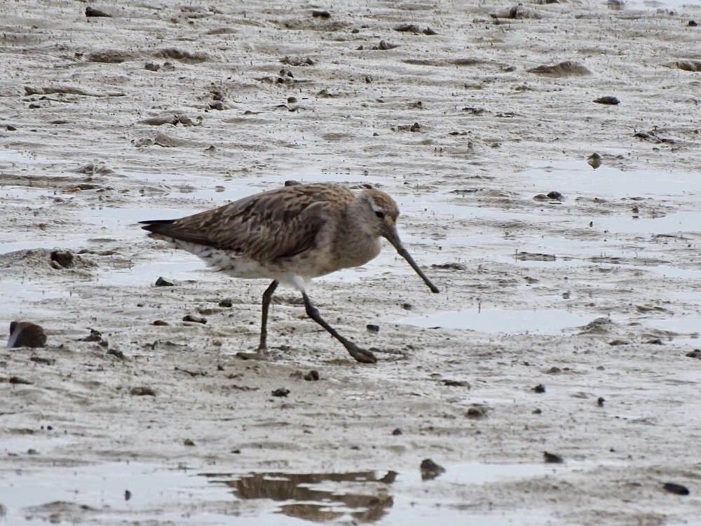 Bar-tailed Godwit - ML647665960