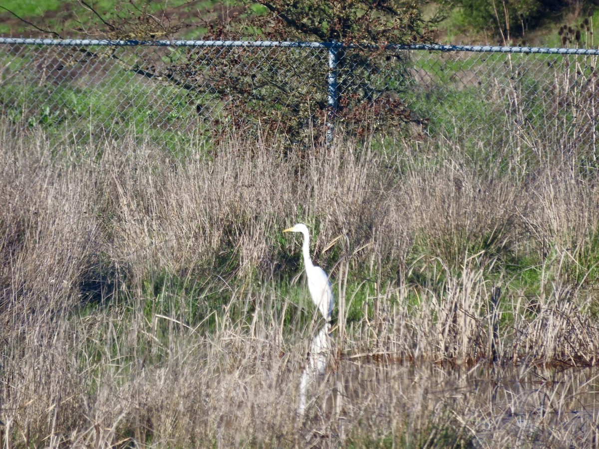 Great Egret - ML647665961
