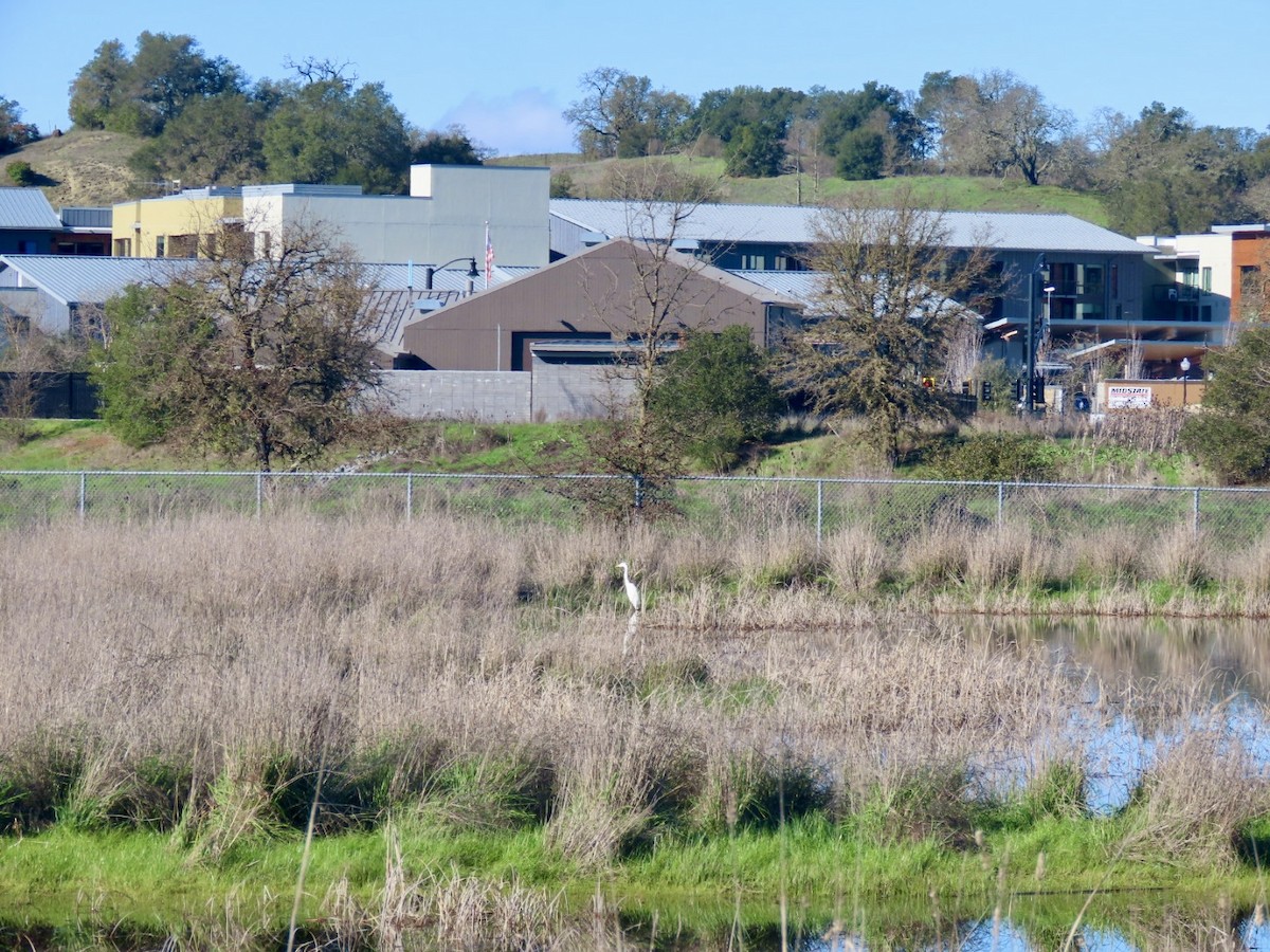 Great Egret - ML647665962