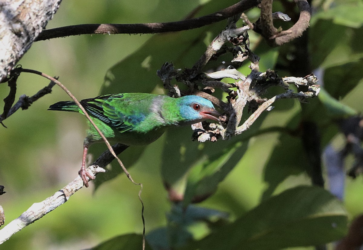 Blue Dacnis - ML647665963