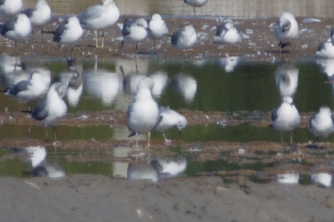 Bonaparte's Gull - ML647665969