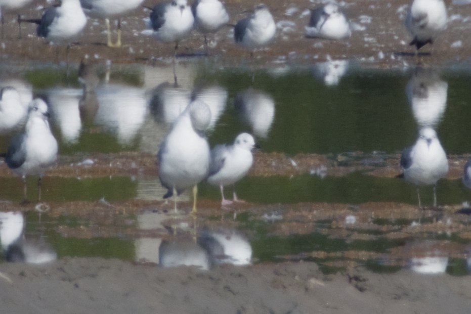 Bonaparte's Gull - ML647665970