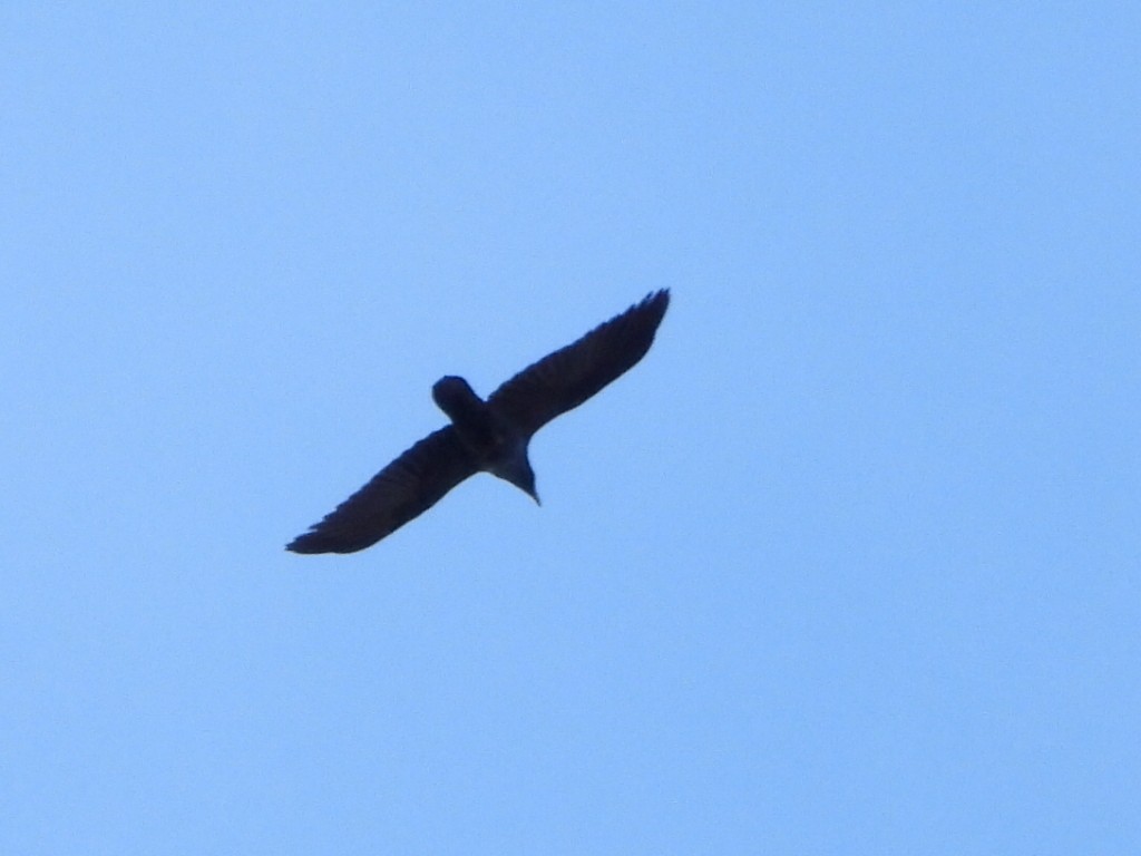 Common Raven - ML647665973