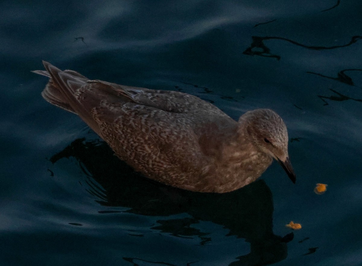 Glaucous-winged Gull - ML647665974