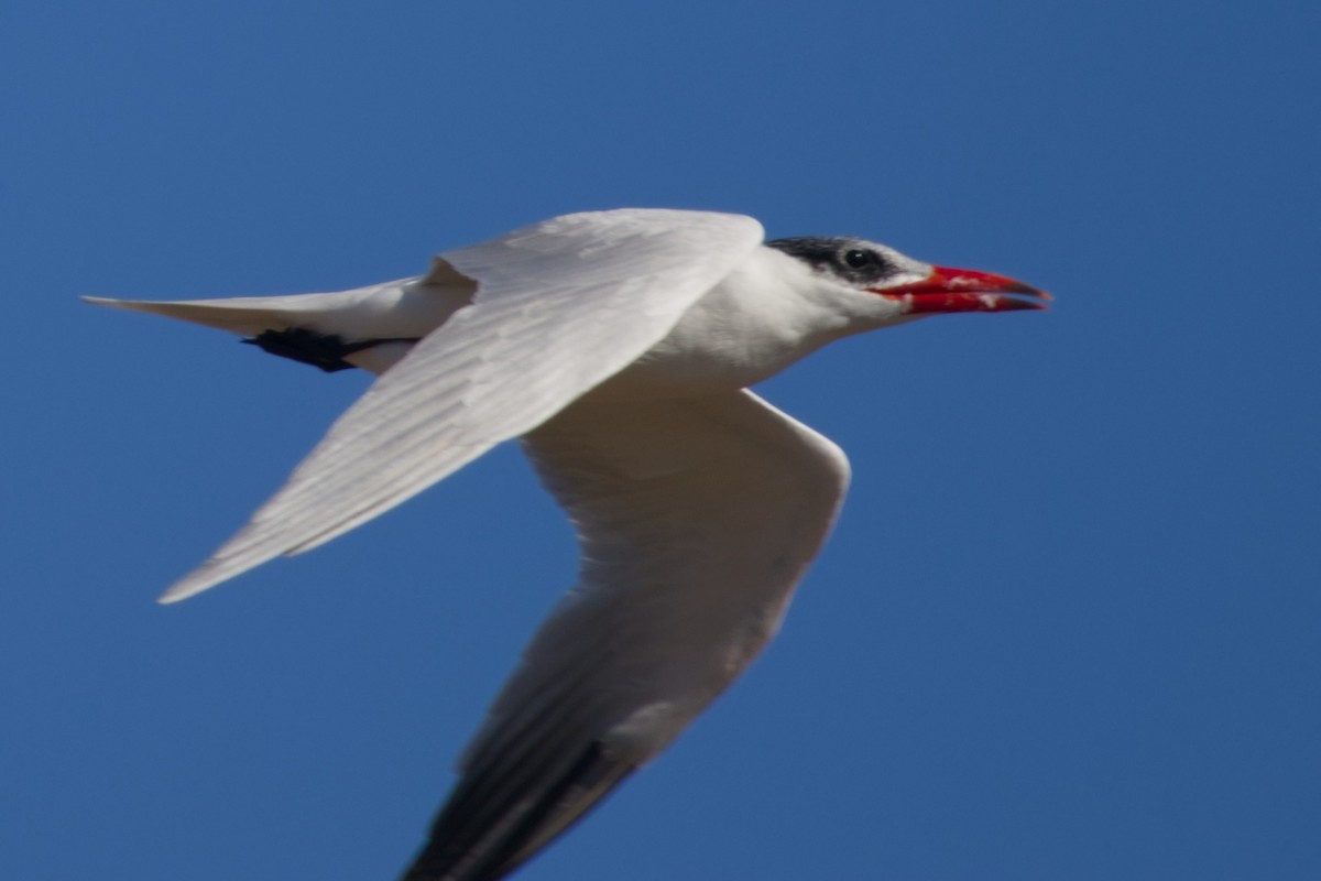 Caspian Tern - ML647665975