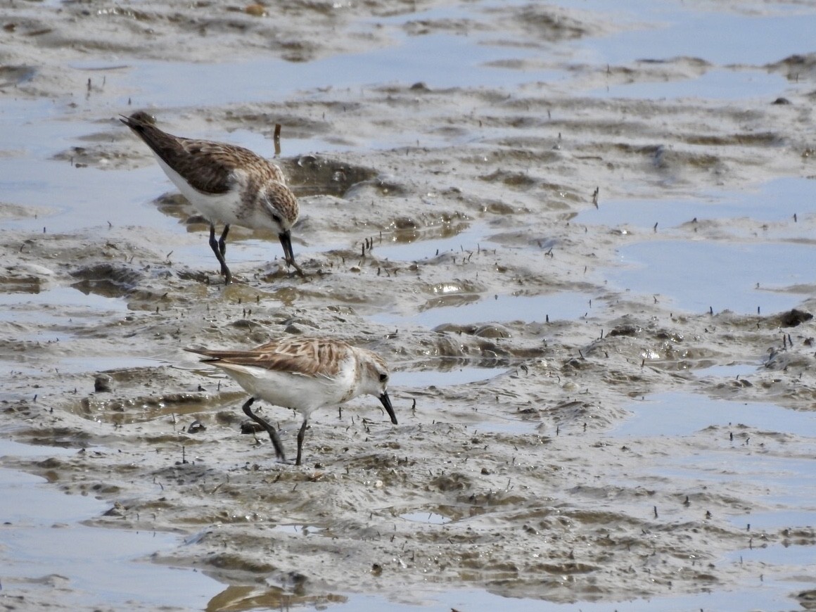 Sharp-tailed Sandpiper - ML647665977