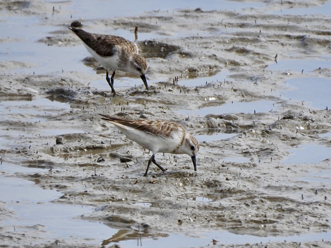 Sharp-tailed Sandpiper - ML647665978